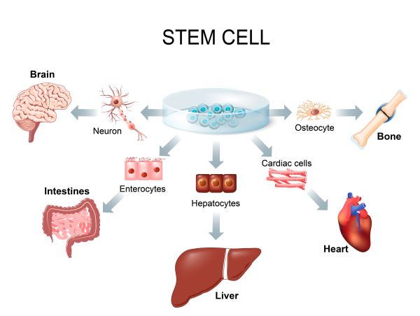 embryonic stem cells diagram