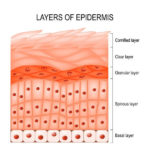 Skin Cell - The Definitive Guide | Biology Dictionary