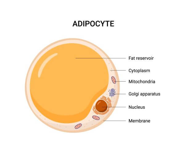 Adipocytes, Lipocytes And Fat Fat Cell Structure Vector , 47% OFF