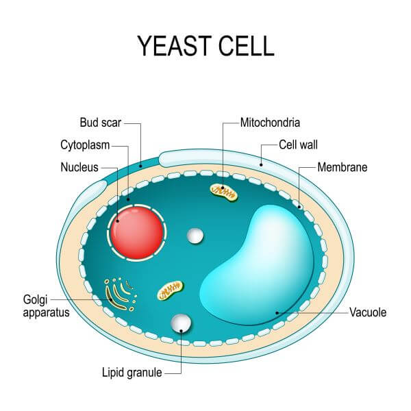 Fungi Cell Diagram Simple