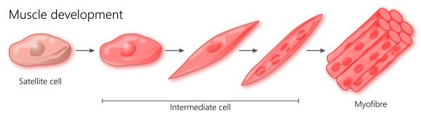 Satellite Cells