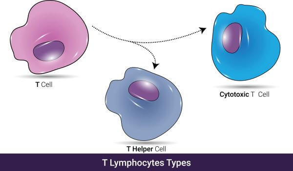 Cytotoxic T Cell  The Definitive Guide  Biology Dictionary