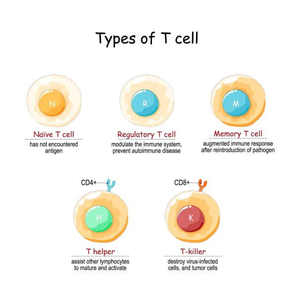 T Cell Structure