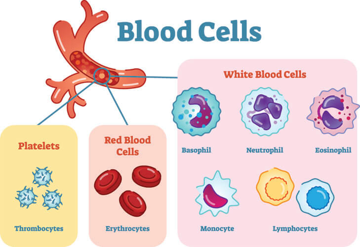 Blood Cells In Human Body