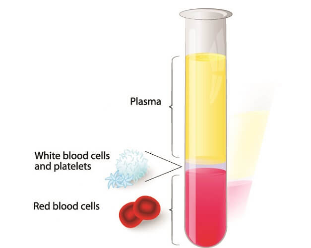 red blood cells and white blood cells and plasma