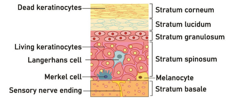 Basal Cell - The Definitive Guide | Biology Dictionary