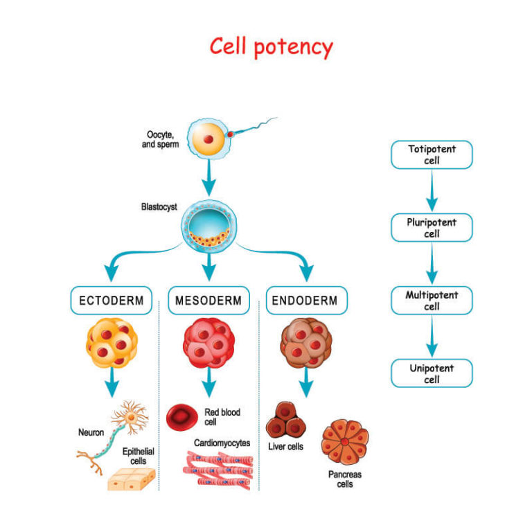 Stem Cell - The Definitive Guide